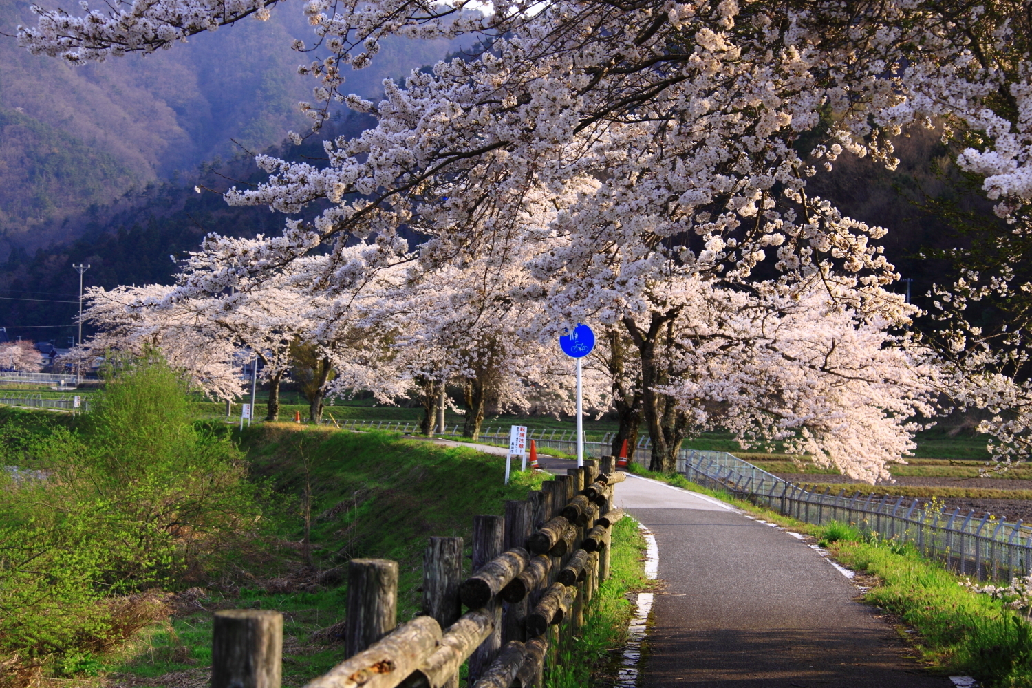春の彼岸花ロードは桜満開 ゴリの写真館