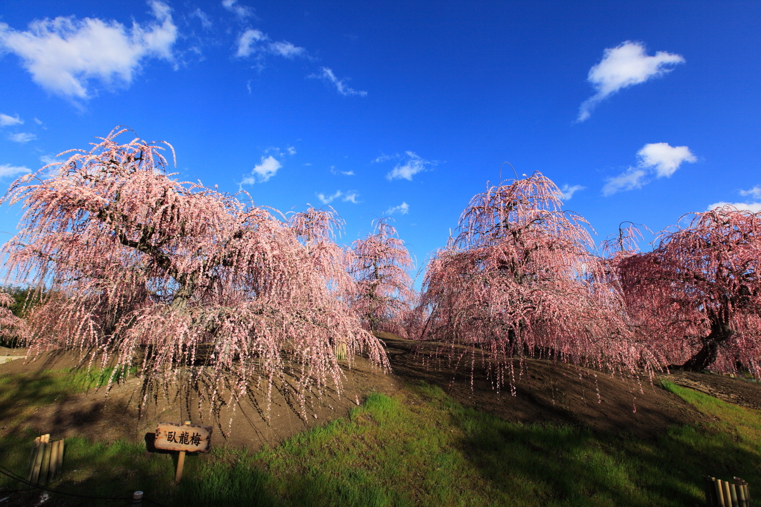 しだれ梅の素晴らしさ 穴場 鈴鹿の森庭園のしだれ梅 ゴリの写真館